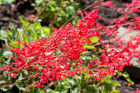 Rot coral bells blume samen for anpflanzung - pollinator friendly, heirloom & gmo free samen for home garten
 
 sale for anpflanzung in home garten.