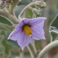 Solanum blume samen for anpflanzung - pollinator friendly, heirloom & gmo free samen for home garten
 
 sale samen for anpflanzung in home garten