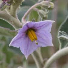 Solanum blume samen for anpflanzung - pollinator friendly, heirloom & gmo free samen for home garten
 
 sale samen for anpflanzung in home garten