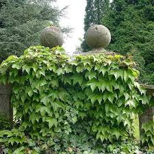 Ivy blume samen for anpflanzung - wildflower mix, heirloom & gmo free samen for home garten
 
 sale for anpflanzung in home garten.