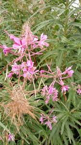 Willowherb blume samen for anpflanzung - fragrant blossoms, heirloom & gmo free samen for home garten
 
 sale samen for anpflanzung in home garten