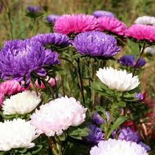 Semi di crisantemo viola e bianco da seminare – varietà tradizionale – senza OGM – fioritura luminosa, semi da giardino