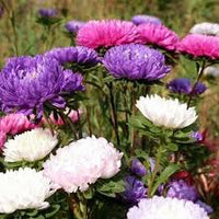 Violett Weiß Chrysantheme Blumensamen zur Aussaat – Traditionssorte – ohne Gentechnik – leuchtend Blüte Garten Samen