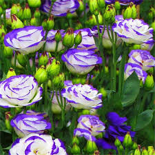Weiß & Blau Lisianthus (Lisianthus) Blumensamen zur Aussaat – saisonal Dauerblüher – Traditionssorte & ohne Gentechnik Samen Hausgarten