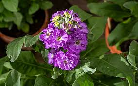 Violett Levkoje Blumensamen zur Aussaat – sonnenliebend – Traditionssorte & ohne Gentechnik Samen Hausgarten