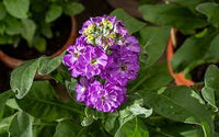 Violett Levkoje Blumensamen zur Aussaat – sonnenliebend – Traditionssorte & ohne Gentechnik Samen Hausgarten