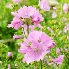 Variedad tradicional Moschata semillas de flores para siembra, de alta calidad; variedad tradicional y semillas sin ingeniería genética para el jardín doméstico