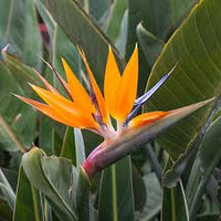 Paradiesvogelblume Blume Samen zur Aussaat