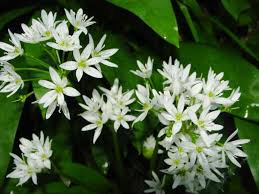 Ramsons Blumensamen zur Aussaat – ideal Rabatten – Traditionssorte & ohne Gentechnik Samen Hausgarten