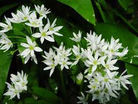 Ramsons Blumensamen zur Aussaat – ideal Rabatten – Traditionssorte & ohne Gentechnik Samen Hausgarten