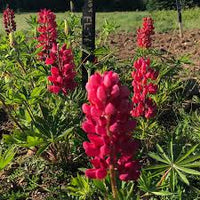 Rot Lupine Blumensamen zur Aussaat leuchtend Blüten Traditionssorte & ohne Gentechnik Samen Hausgarten