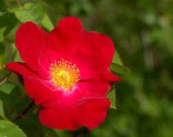 Rot Rugrose Rose Blumensamen zur Aussaat – Wildblume Mischung – Traditionssorte & ohne Gentechnik Samen Hausgarten