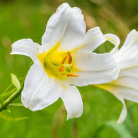 Lilium Regale Blumensamen zur Aussaat – sonnenliebend – Traditionssorte & ohne Gentechnik Samen Hausgarten
