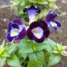 Torenia (torenia wishbone) samen for anpflanzung in home garten