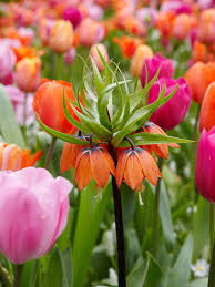 Gemischt Imperial Wang Fritillaria Blumensamen Wildblume Mischung Traditionssorte ohne Gentechnik biologisch Garten Samen zur Aussaat