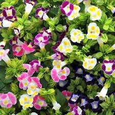 Torenia Kauai Blumensamen zur Aussaat lang Blüte Saison Traditionssorte & ohne Gentechnik Samen Hausgarten