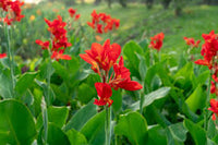 Canna Lilie Blumensamen zur Aussaat – Halbschatten verträglich – Traditionssorte & ohne Gentechnik Samen Hausgarten