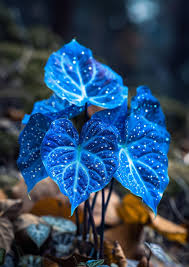 Blau Caladium Bicolor Blumensamen zur Aussaat – kompakt Wuchs Traditionssorte & ohne Gentechnik Samen Hausgarten