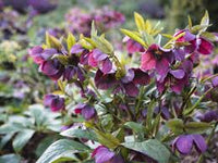 Lenzrosen Samen Helleborus fuer Garten