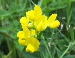 hell Gelb Wicke Blumensamen zur Aussaat – Traditionssorte ohne Gentechnik Keimung biologisch Garten Samen Landhaus Garten Blüten