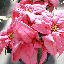 hell Rosa Euphorbia Pulcherrima Blumensamen zur Aussaat – Bestäuber freundlich – Traditionssorte & ohne Gentechnik Samen Hausgarten