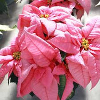 hell Rosa Euphorbia Pulcherrima Blumensamen zur Aussaat – Bestäuber freundlich – Traditionssorte & ohne Gentechnik Samen Hausgarten