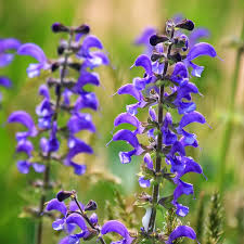 Violett Salvia Meadow Sage Blumensamen zur Aussaat – Landhaus Garten wichtig – Traditionssorte & ohne Gentechnik Samen Hausgarten