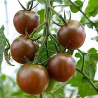 Braun Giant Tomate Samen zum Pflanzen