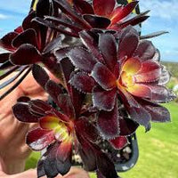 Schwarz Atropureum Blumensamen zur Aussaat – Landhaus Garten wichtig – Traditionssorte & ohne Gentechnik Samen Hausgarten
