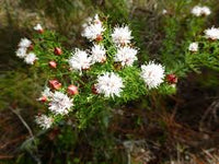 Dalea Pinnata Blumensamen zur Aussaat – kompakt Wuchs – Traditionssorte & ohne Gentechnik Samen Hausgarten