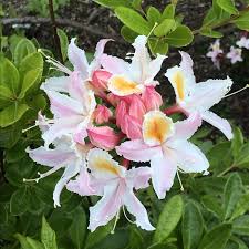 Semillas de flores de azalea occidental para sembrar, flores luminosas, variedad tradicional y sin ingeniería genética, semillas para el jardín doméstico