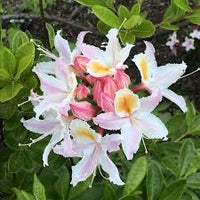 Western Azalee Blumensamen zur Aussaat leuchtend Blüten Traditionssorte & ohne Gentechnik Samen Hausgarten