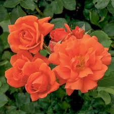 Orange kletternd Rose Blumensamen zur Aussaat duftend Blüten Traditionssorte & ohne Gentechnik Samen Hausgarten