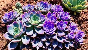 Grün Lila Succulent Blumensamen zur Aussaat Wildblume Mischung Traditionssorte & ohne Gentechnik Samen Hausgarten