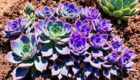 Grün Lila Succulent Blumensamen zur Aussaat Wildblume Mischung Traditionssorte & ohne Gentechnik Samen Hausgarten