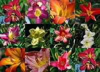 Gemischt Hemerocallis Blumensamen zur Aussaat Anzucht Traditionssorte & ohne Gentechnik Samen Hausgarten