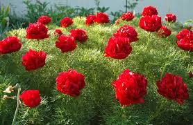 Paeonia Tenuifolia Blumensamen zur Aussaat – Halbschatten verträglich – Traditionssorte & ohne Gentechnik Samen Hausgarten