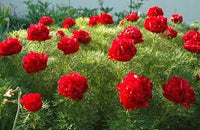 Paeonia Tenuifolia Blumensamen zur Aussaat – Halbschatten verträglich – Traditionssorte & ohne Gentechnik Samen Hausgarten