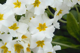 Weiß Primrose Flower Samen zum Pflanzen