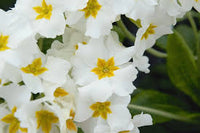 Weiß Primrose Flower Samen zum Pflanzen