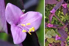 Tradescantia Pallida Blumensamen zur Aussaat – farbenfroh Schau – Traditionssorte & ohne Gentechnik Samen Hausgarten