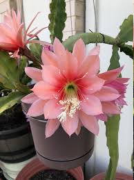 hell Rosa Epiphyllum Blumensamen zur Aussaat – Traditionssorte ohne Gentechnik biologisch Garten Samen Keimung