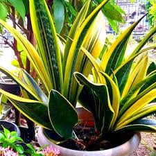 Gelb Grün Sansevieria zur Aussaat Garten beliebt Traditionssorte & ohne Gentechnik Samen Hausgarten
