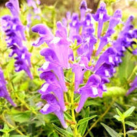 Grün Scutellaria Baicalensis Blumensamen zur Aussaat – Wildblume Mischung – Traditionssorte & ohne Gentechnik Samen Hausgarten