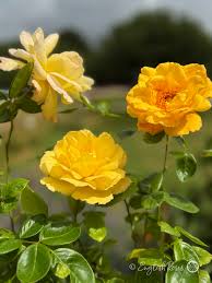 Dark gelb climbing rose samen low maintenance heirloom nongmo organic garten samen for anpflanzung
 
 sale for anpflanzung in home garten