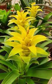Gelb Bromeliad Tillandsia Blumensamen zur Aussaat – Schnitt Blume beliebt – Traditionssorte & ohne Gentechnik Samen Hausgarten