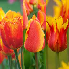 Spring tulip samen for anpflanzung