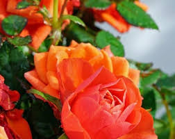 Orange kletternd Rose Blumensamen zur Aussaat duftend Blüten Traditionssorte & ohne Gentechnik Samen Hausgarten