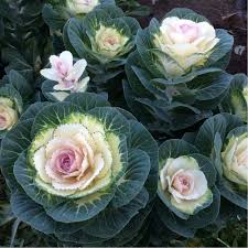 Kales Brassica Blumensamen zur Aussaat Anzucht Traditionssorte & ohne Gentechnik Samen Hausgarten