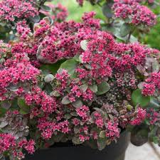 Rosa Sedum Blumensamen zur Aussaat – Drought verträglich – Traditionssorte & ohne Gentechnik Samen Hausgarten